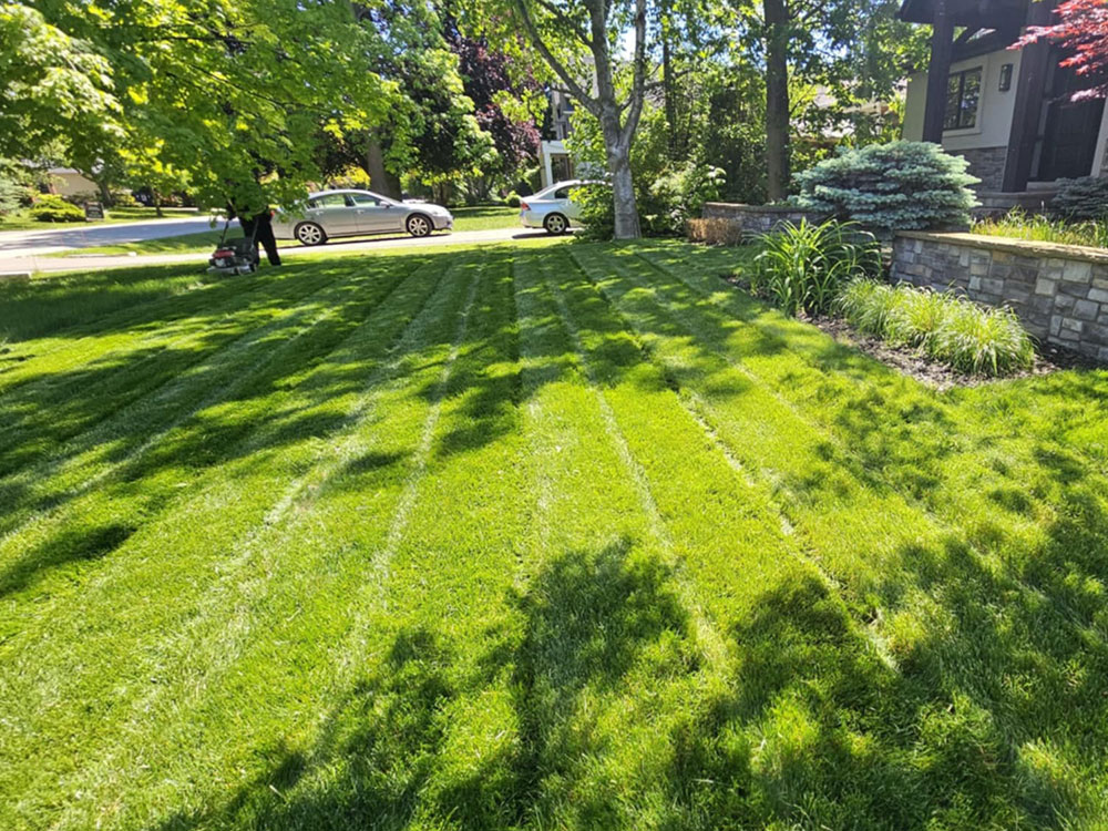 Hedge-Trimming-&-Hedge-Pruning